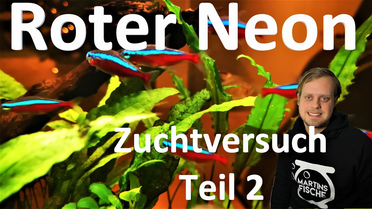Roter Neon - ZUCHTVERSUCH im Biotopaquarium Teil 2