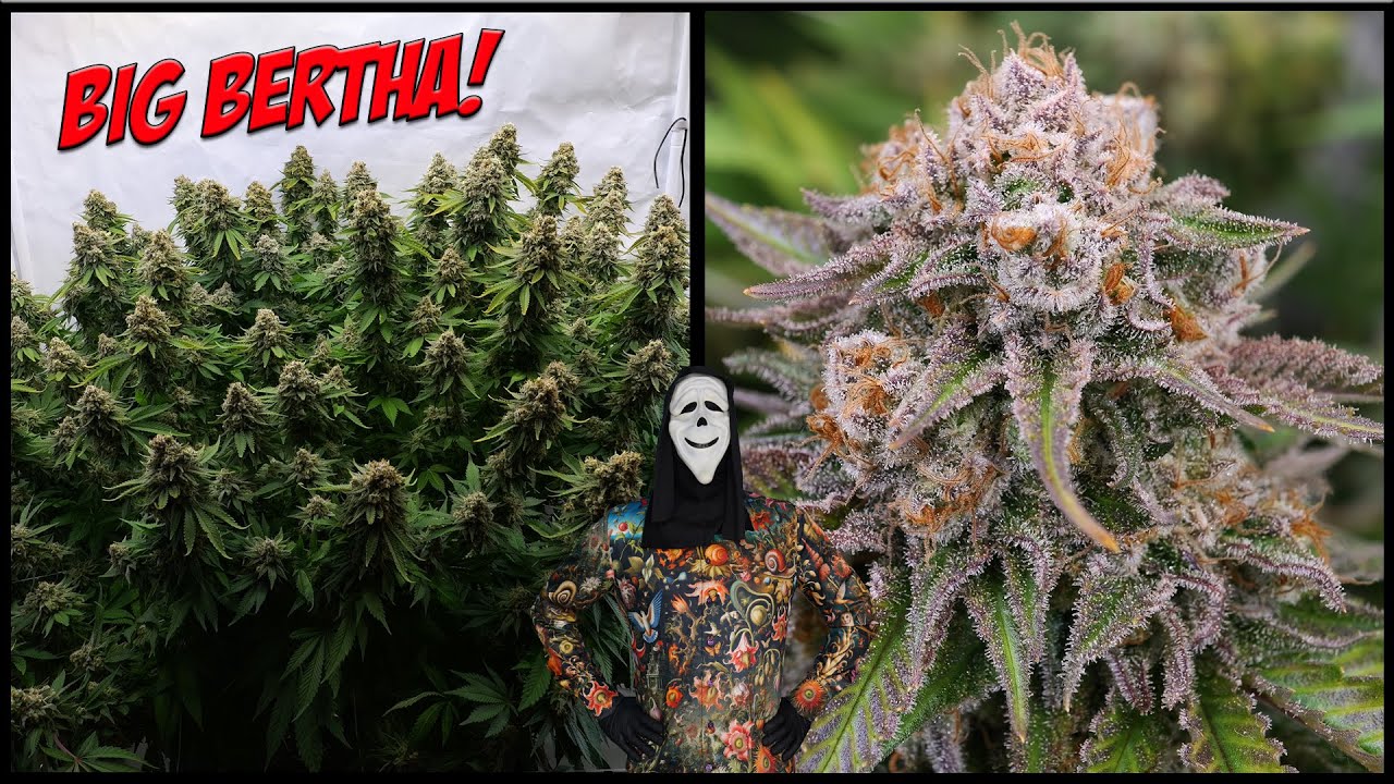 🌱 Cannabis Growlymp 🌱 Dicke Bl&uuml;ten aus dicken Pflanzen | Mein Weg vom Samen bis zur Monster Ernte💚✌️