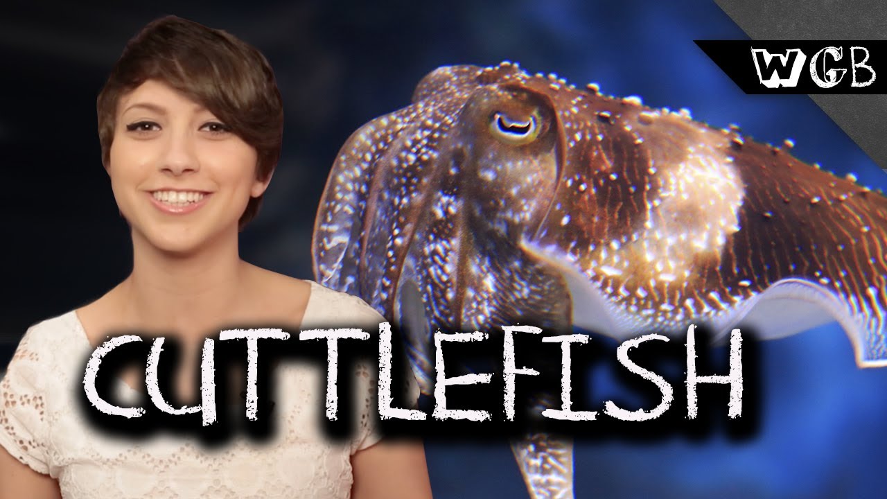 Cuttlefish Are Weird, Gross & Beautiful