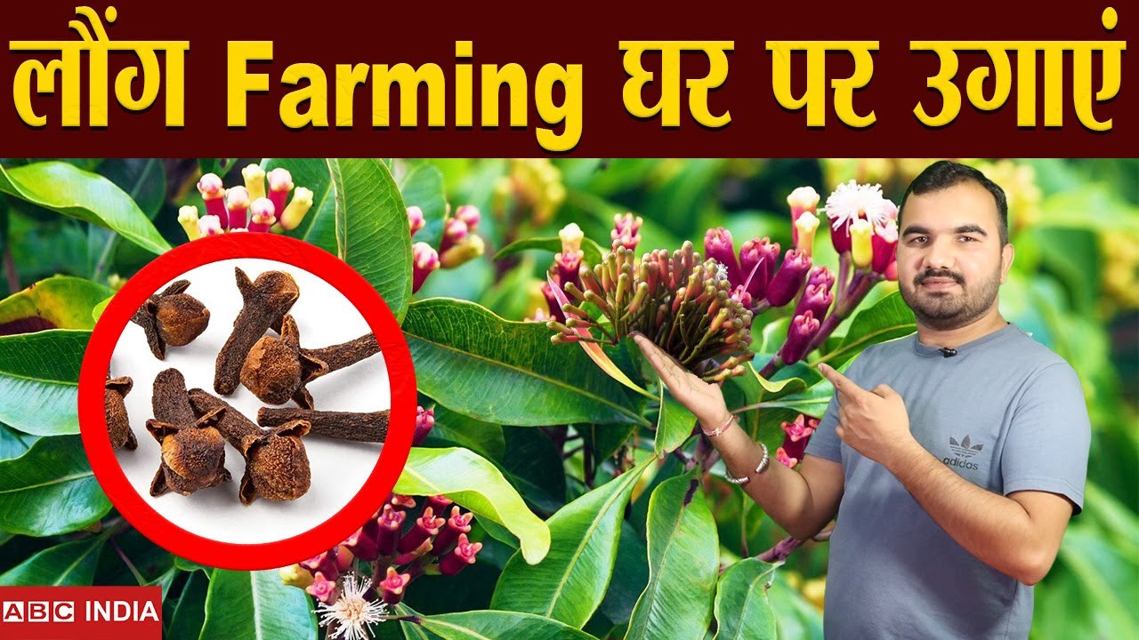 लौंग की खेती | Long Farming | Clove Farming | Loung ki kheti | Profitable Farming | Clove ki Kheti