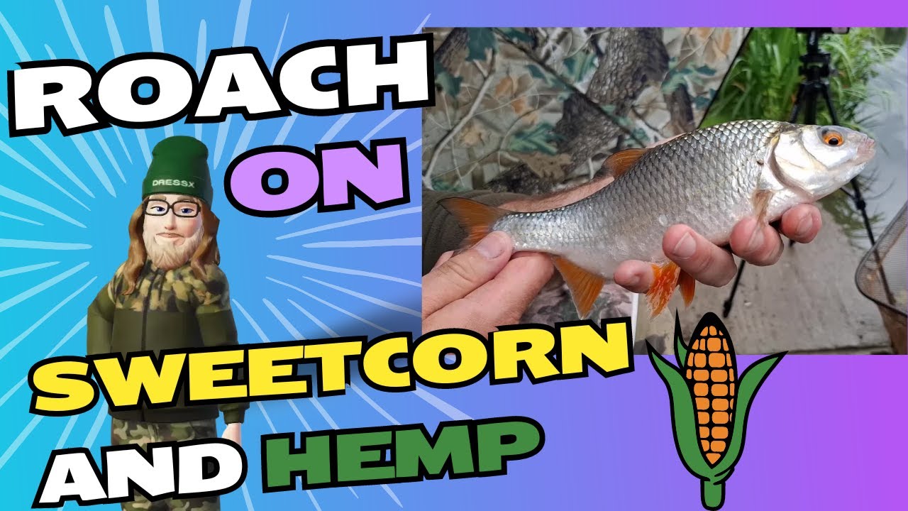 Stillwater Roach on Sweetcorn and Hemp