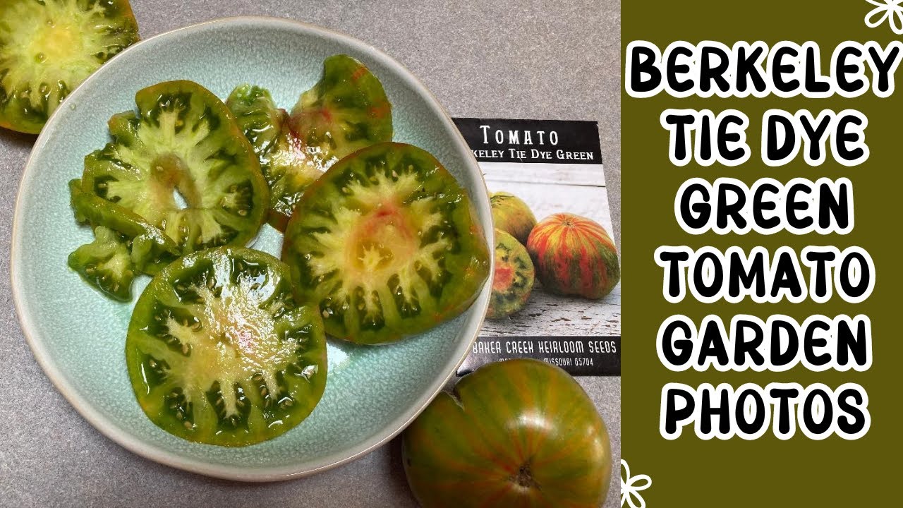 Tomato Garden Photos: BAKER CREEK Berkeley tie dye green tomato slideshow #tomato #bakercreek