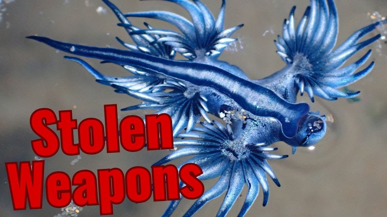 Blue Sea Dragons | Survival Among the Waves