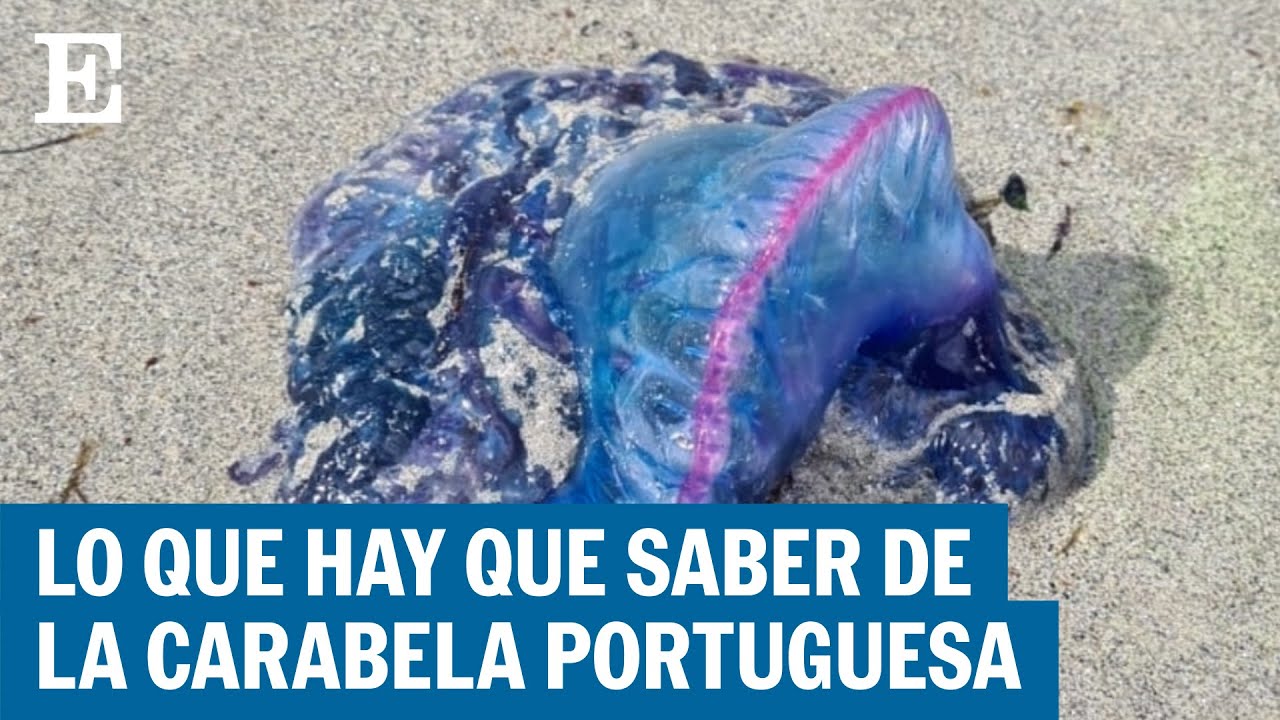 ALERTA EN LAS PLAYAS | Qué es la carabela portuguesa y qué hacer si le pica | EL PAÍS
