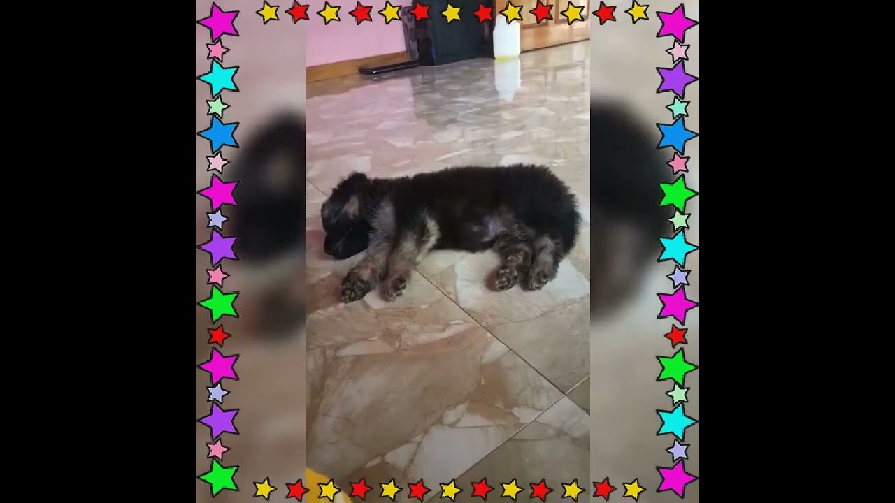 Remo's 30 days growth...🐶✋🥰
