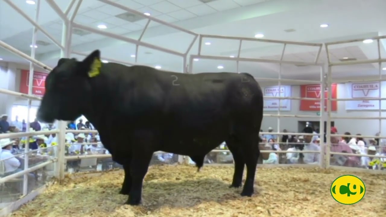 Unión Ganadera Regional de Coahuila y la exportación de ganado a Estados Unidos.