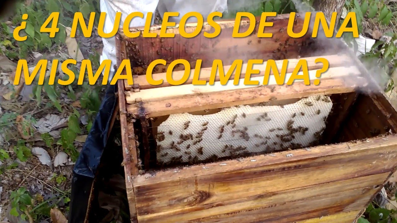 🤔 ¿CÓMO HACER 4 NÚCLEOS DE UNA SOLA COLMENA?......ASÍ LO HACEMOS EN AGROINDUSTRIA LA MIEL
