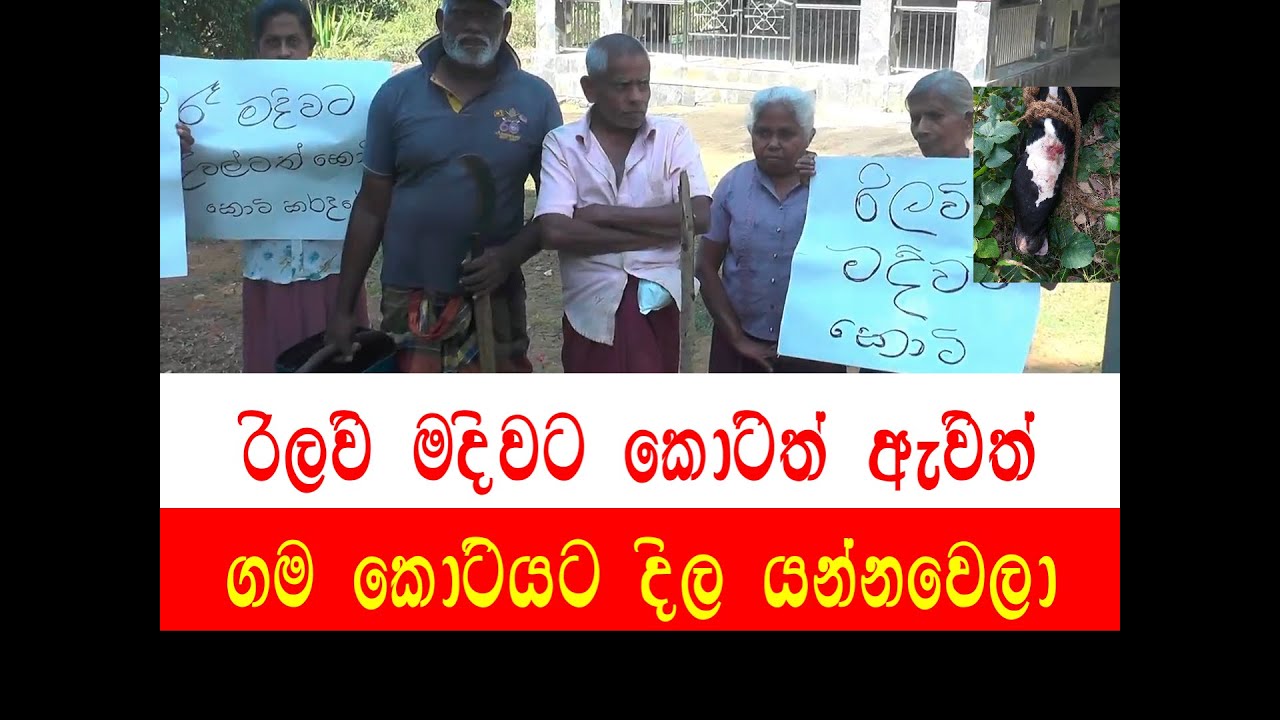 රිලව් මදිවට කොටිත් අැවිත්......