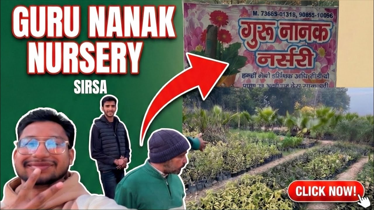 Посетили питомник Гуру Нанак в Сирсе 😍 | Растения, цены и полный обзор питомника