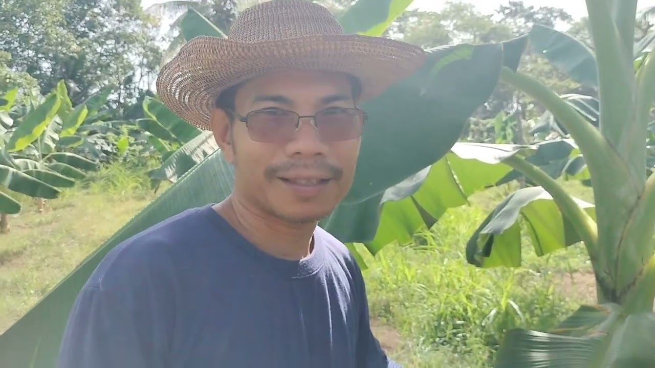 Summer Banana Management Part 2( Cardava)