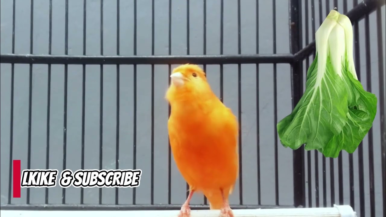 BUNYI  BURUNG KENARI }} SANGAT BAGUS || UNTUK PANCINGAN BURUNG LAIN