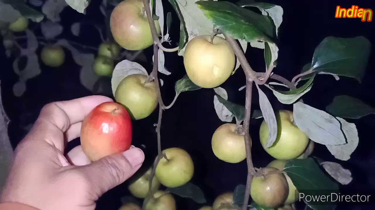 Boll sundari V /  S  kashmiri Apple ber