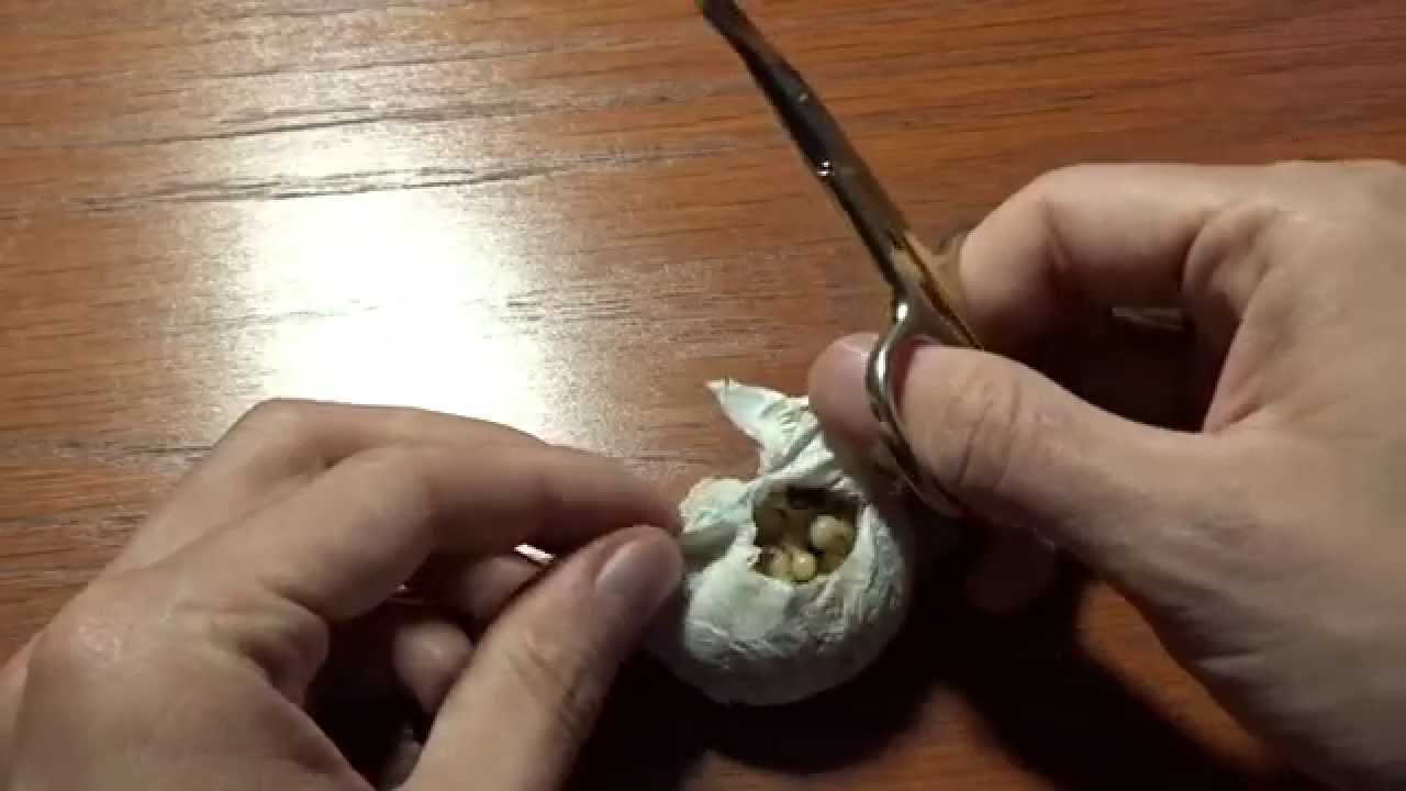 Poecilotheria ornata 2. Kokonentnahme (pulling 2nd egg sac)
