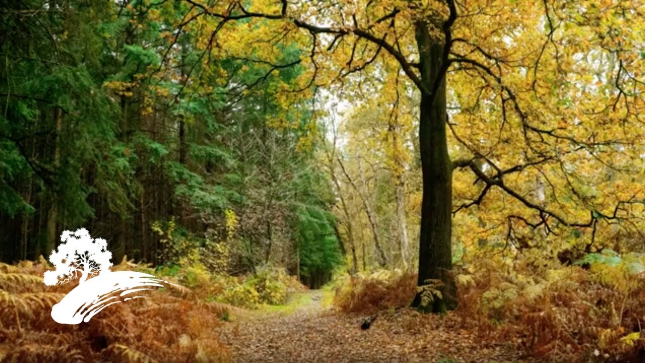 Jack Jezzro - Beatles on Guitar [Fall Visualizer]