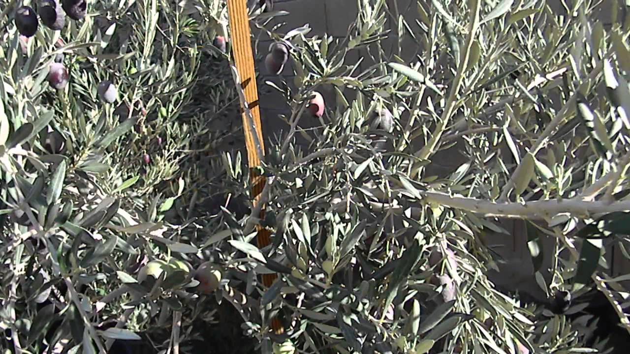 Barouni Olive Tree