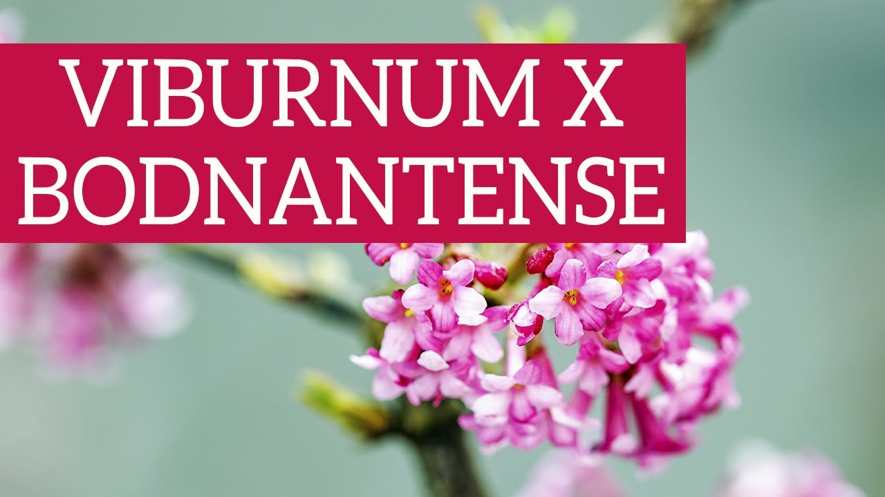 Viburnum x bodnantense, incantevole come un ciliegio ma molto più resistente!