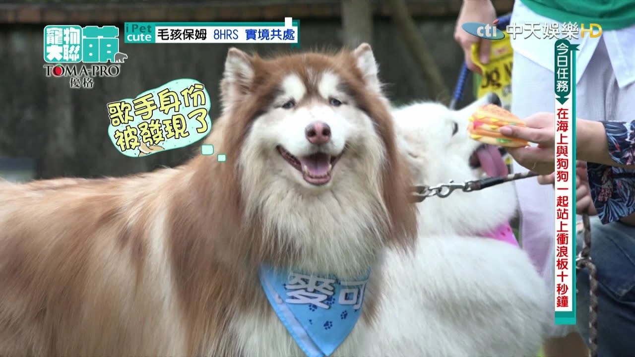 2016.06.12《寵物大聯萌》完整版　寵物開嗓好歌喉　夏天就是要去衝浪