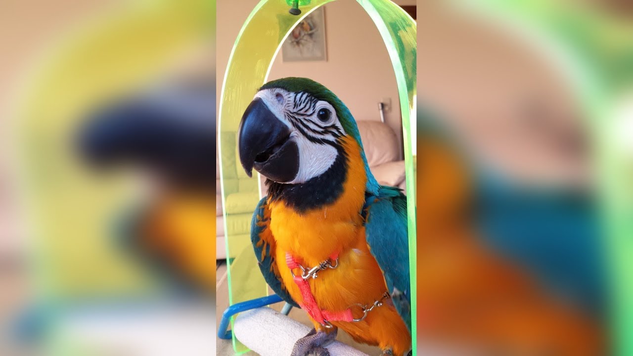 Dina a baby macaw parrot growing up
