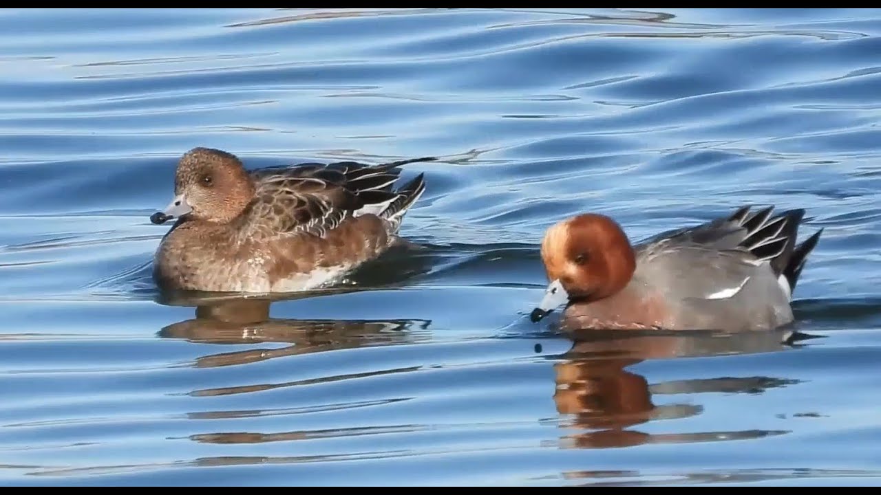 Wigeons and Scaups at a Winter Estuary