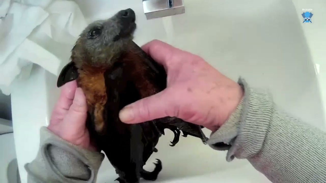 Injured flying-fox in care part 3:  this is Hoodie having a bath.