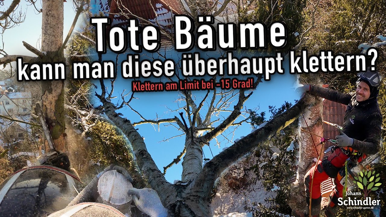 Baum f&auml;llen mit SKT und Steigeisen unter extremen Bedingungen - macht das blo&szlig; nicht! 😳