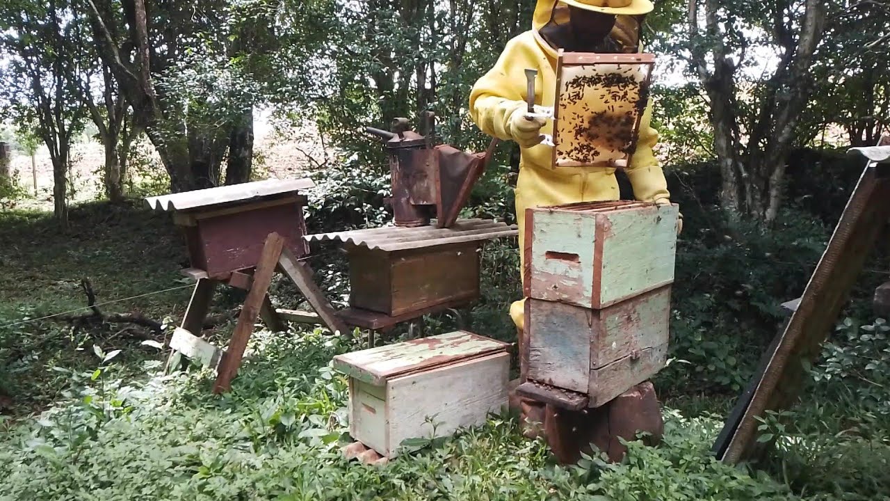 Como produzir mel em n&uacute;cleos de 5 quadros?