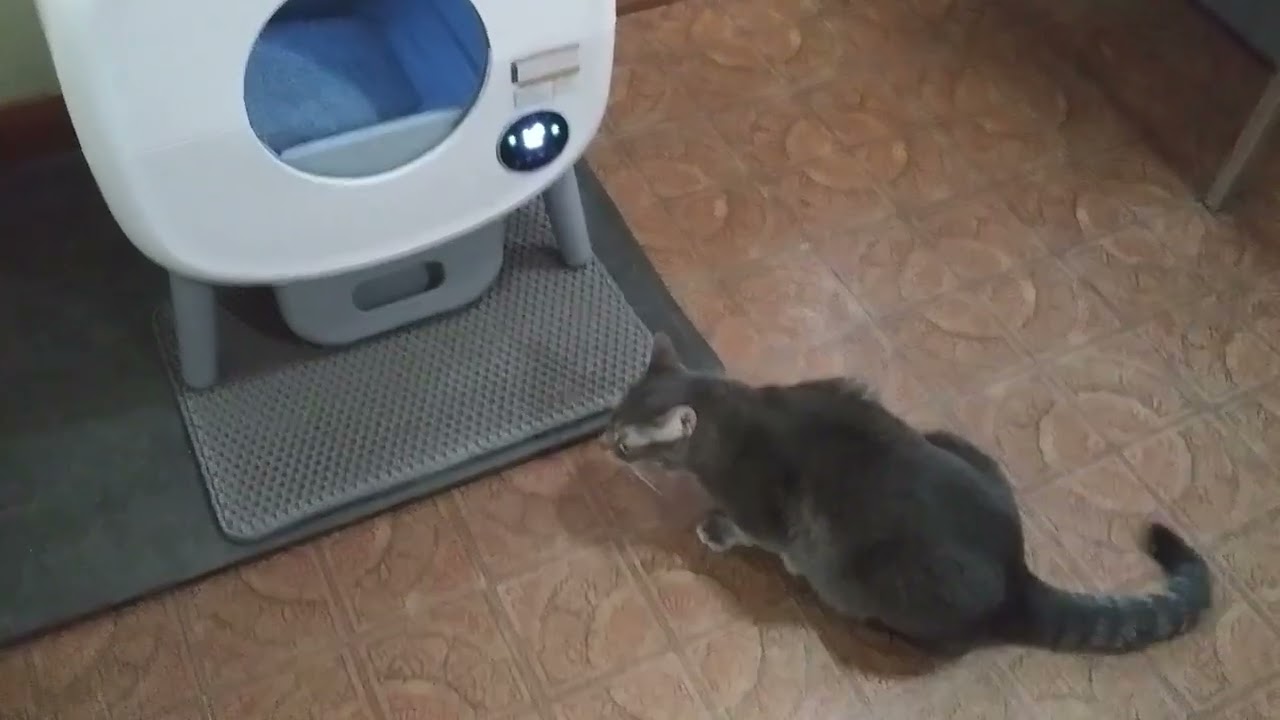 Fsitego self cleaning extra large cat litter box demo with funny cat bloopers #cats #funnycats