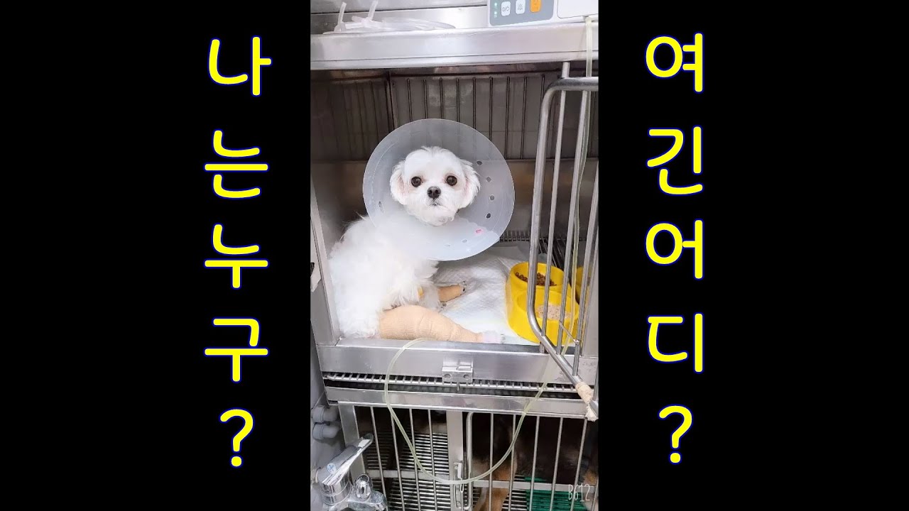 (071) 하루 수술 끝나고 집으로..  Haru, go home from surgery. (Eng Sub)#하루와함께 #pets #Withharu