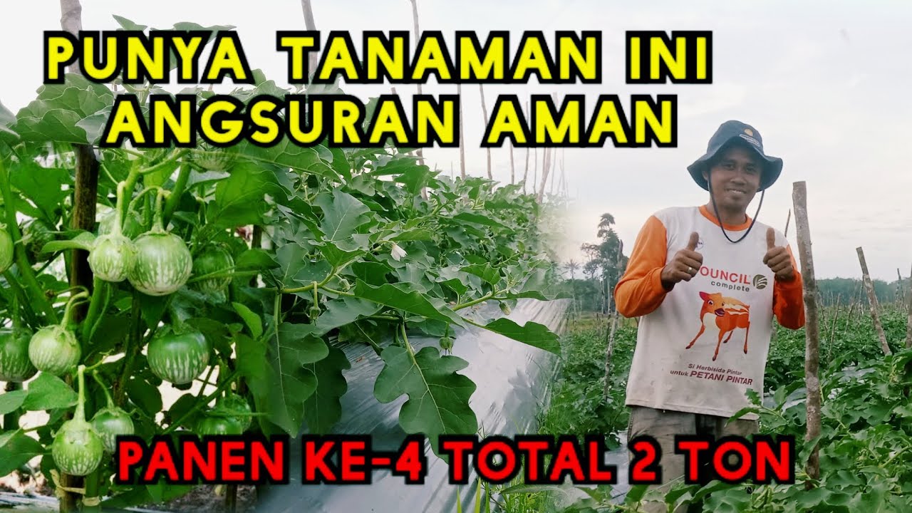 Sukses budidaya terong bulat hijau (terong lalap) | Hasilkan jutaan rupiah