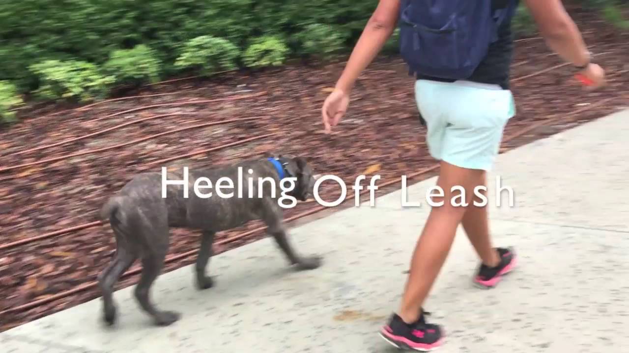 5 Month Old Cane Corso 
