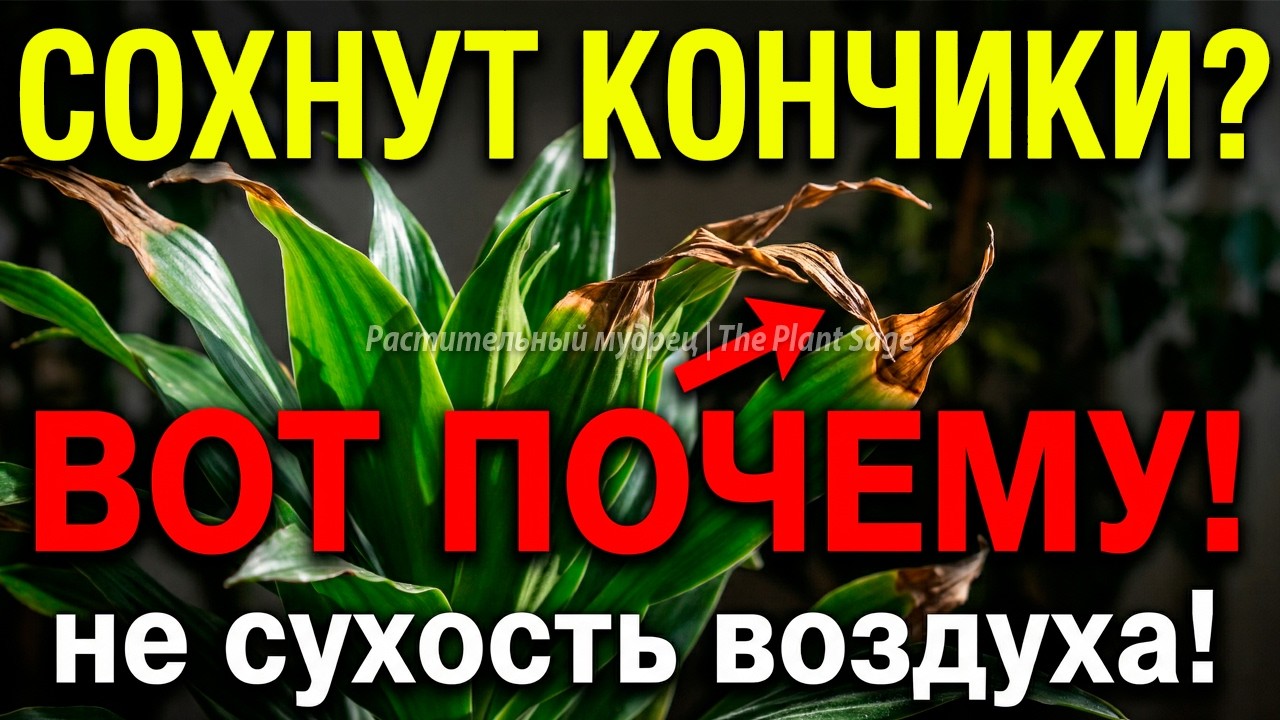 У ДРАЦЕНЫ СОХНУТ КОНЧИКИ ЛИСТЬЕВ? СДЕЛАЙ ЭТИ 3 ВЕЩИ СЕГОДНЯ ЖЕ!