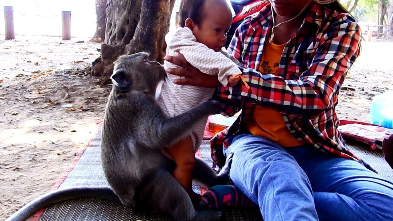The Best Love Monkey Sok To Human Baby/Adorable Monkey Needs Taking Care Newborn Baby
