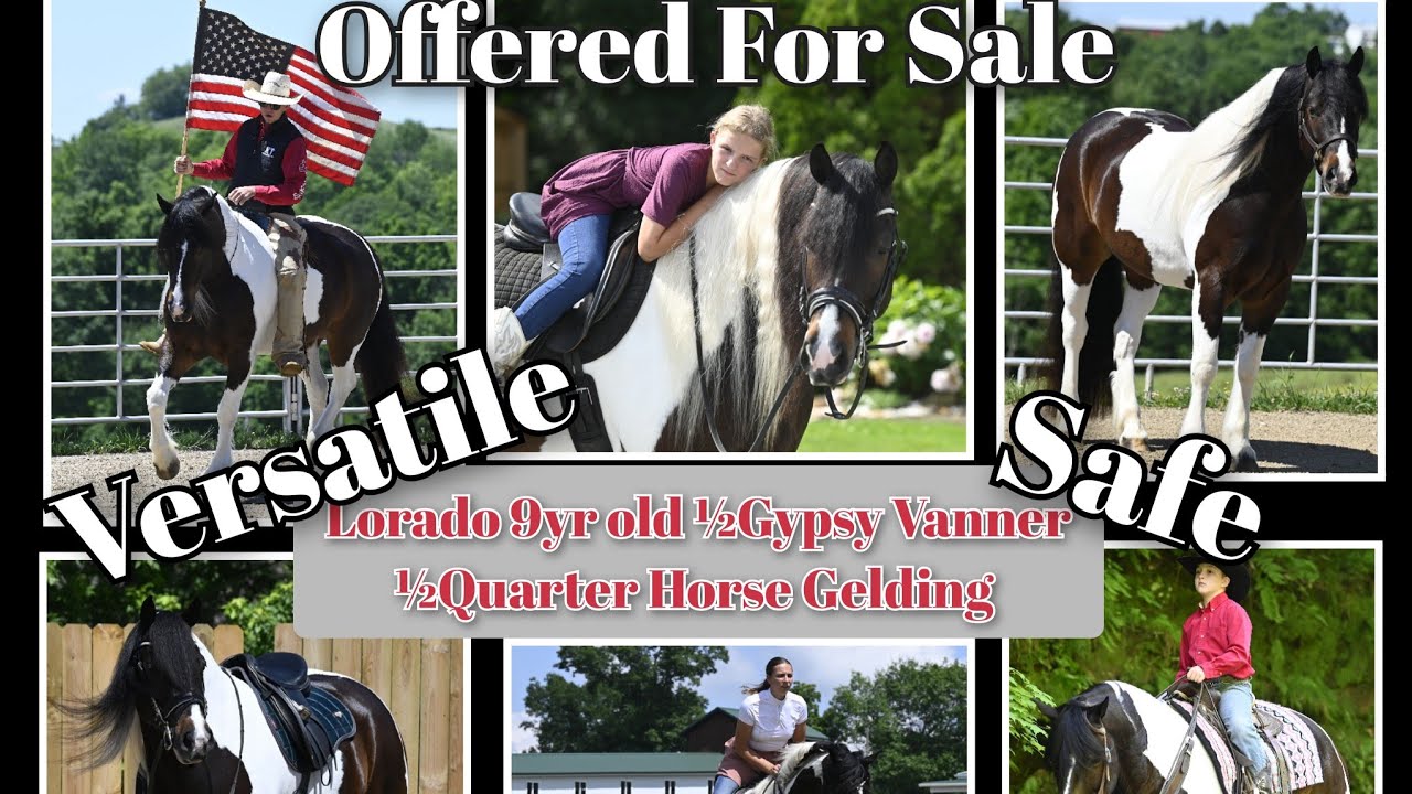 ♦️Lorado 9yr old Reg. Gypsy Vanner Quarter Horse cross gelding offered for sale in Millersburg OH