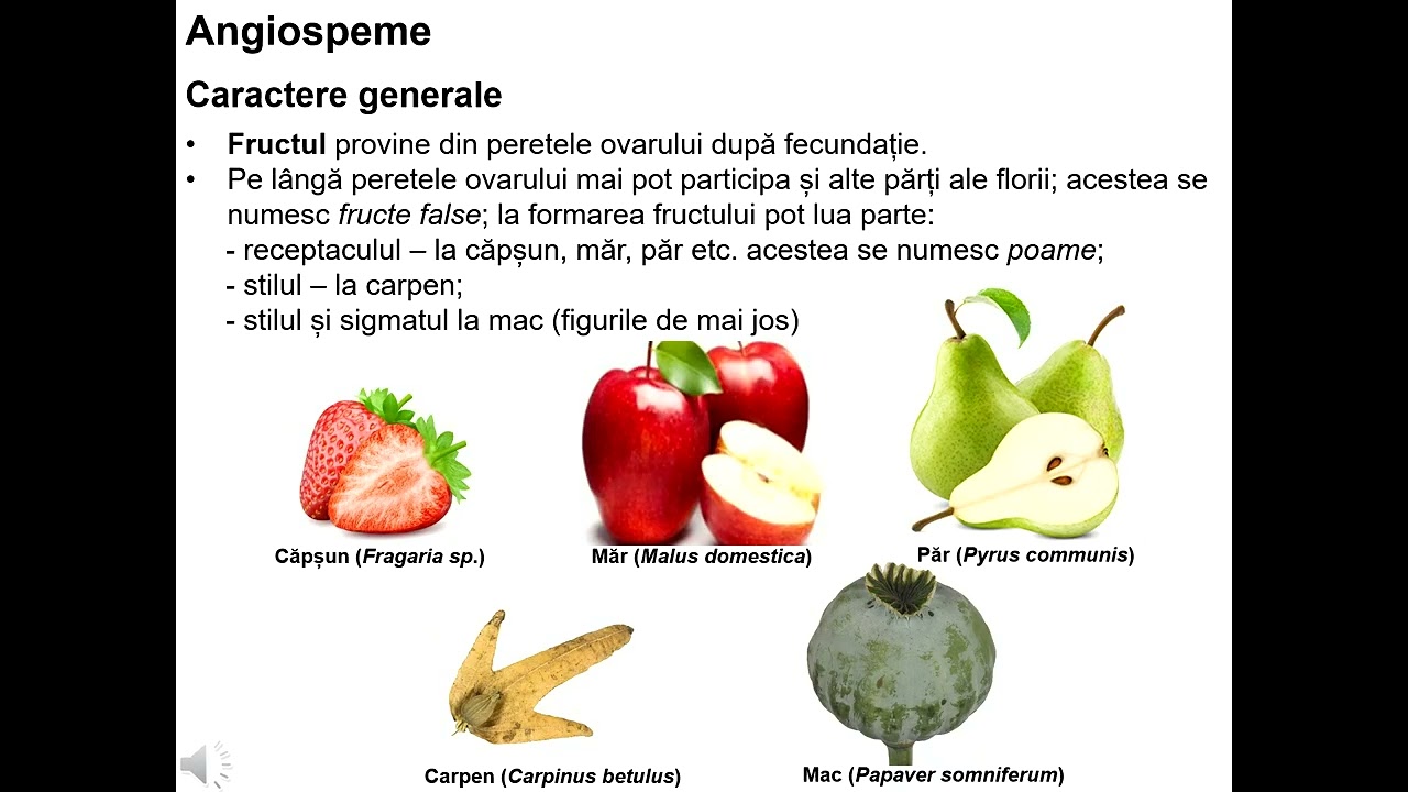 Angiosperme
