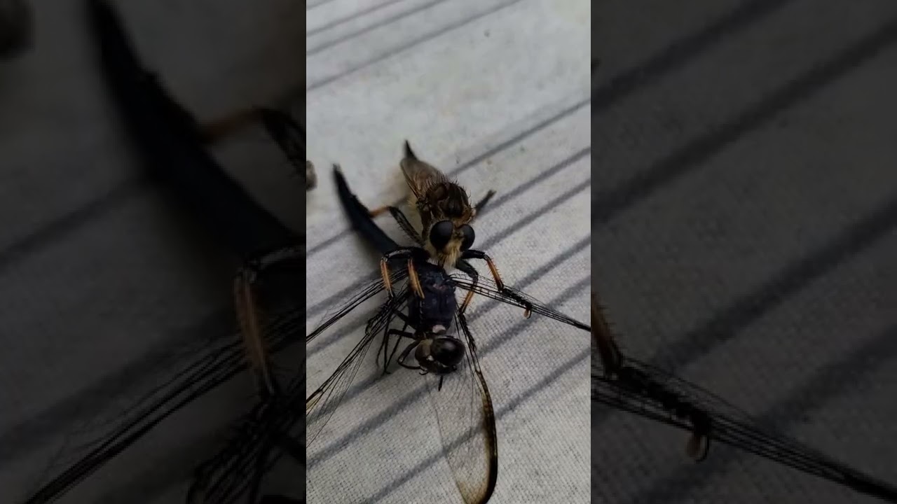 Robber Fly vs. Dragonfly