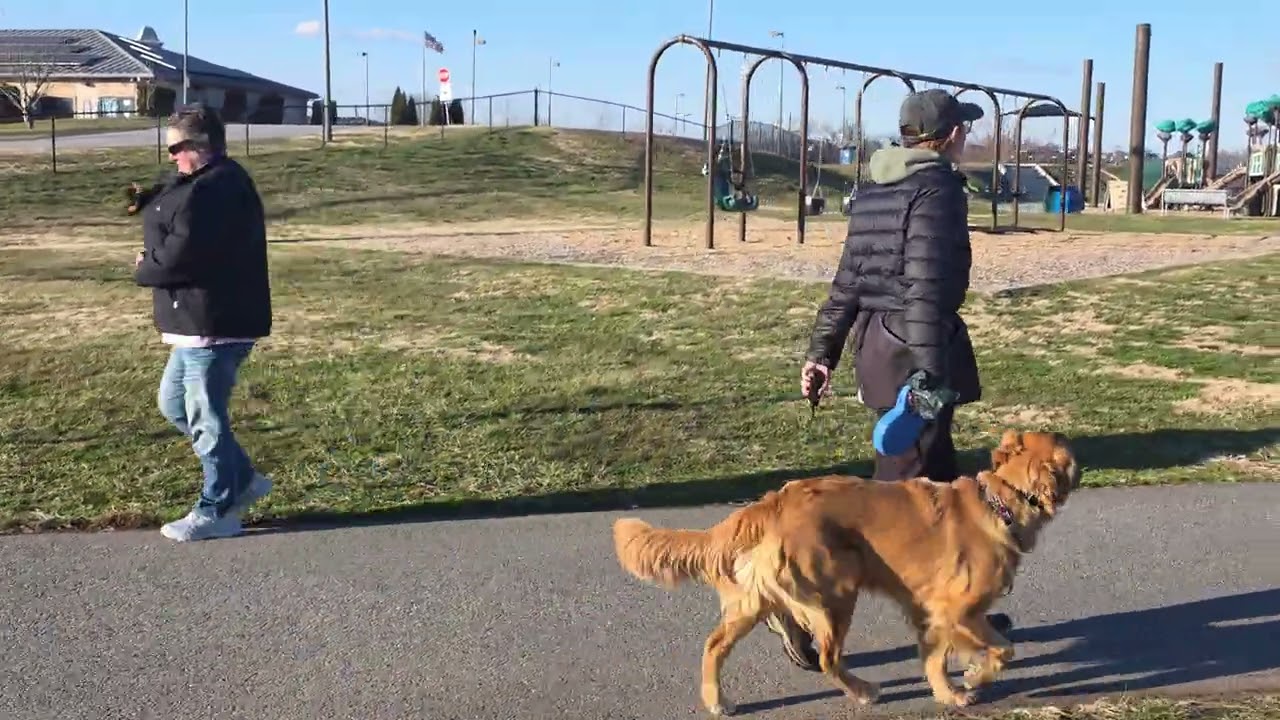 Golden Retriever - A Leisure Walk With Obedience - Dog Training