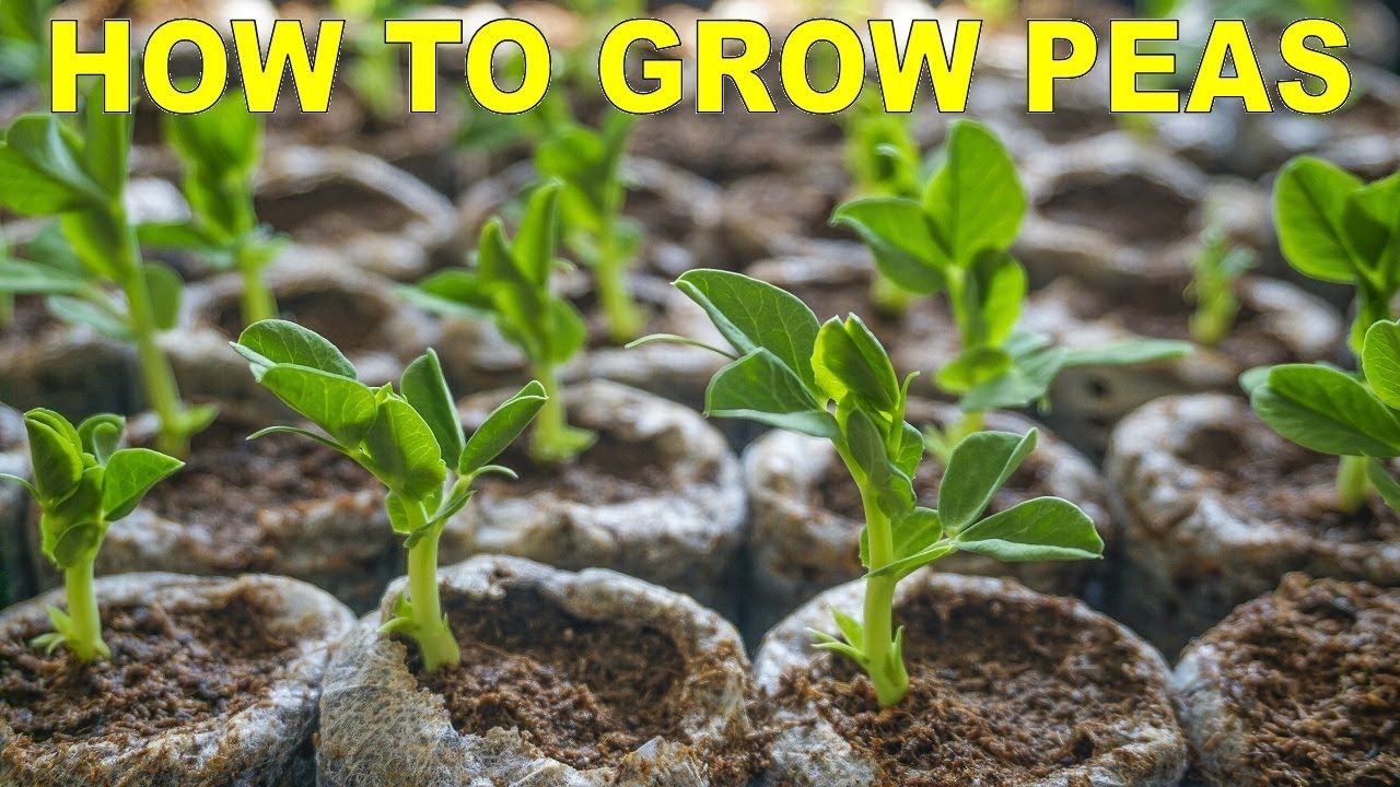 Tips For Growing Peas In The Fall // Increase Seed Germination Rates