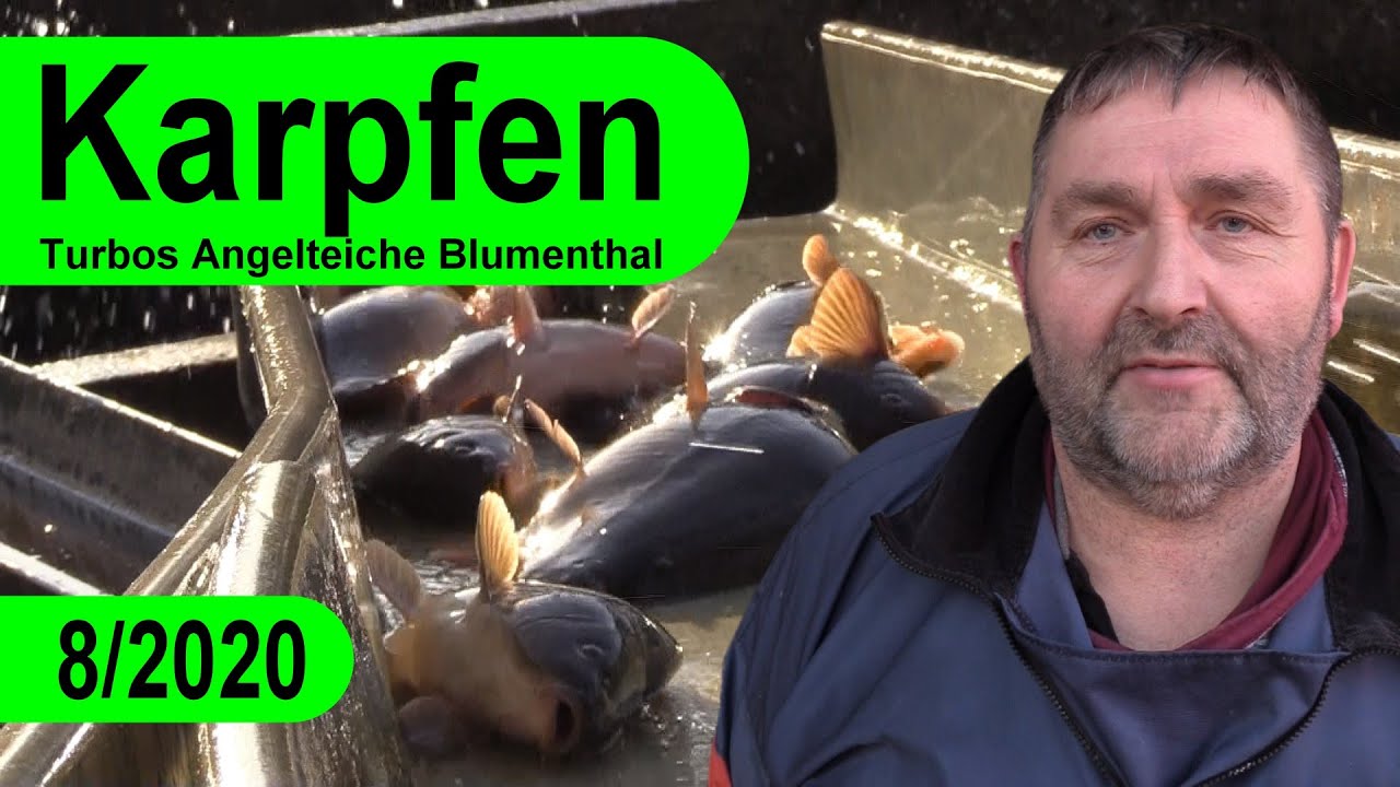 Turbos Angelteiche Blumenthal - Verkauf, Karpfen, Saibling, Zander, Hecht, Aal, Lachsforelle...