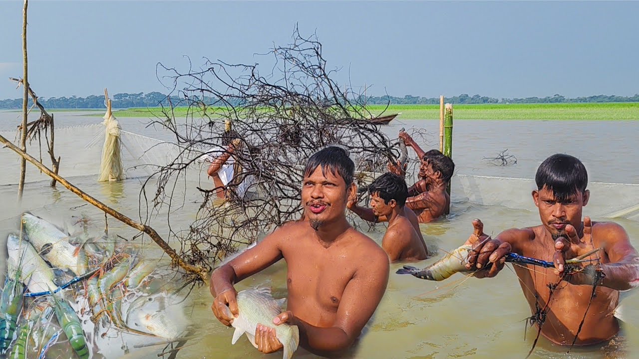 Fishing video। নদীতে এরকম মাছ ধরা কম দেখা যায়। ডুব দিয়ে বড় কোরাল ও বড় গলদা চিংড়ি মাছ ধরা। Fish video