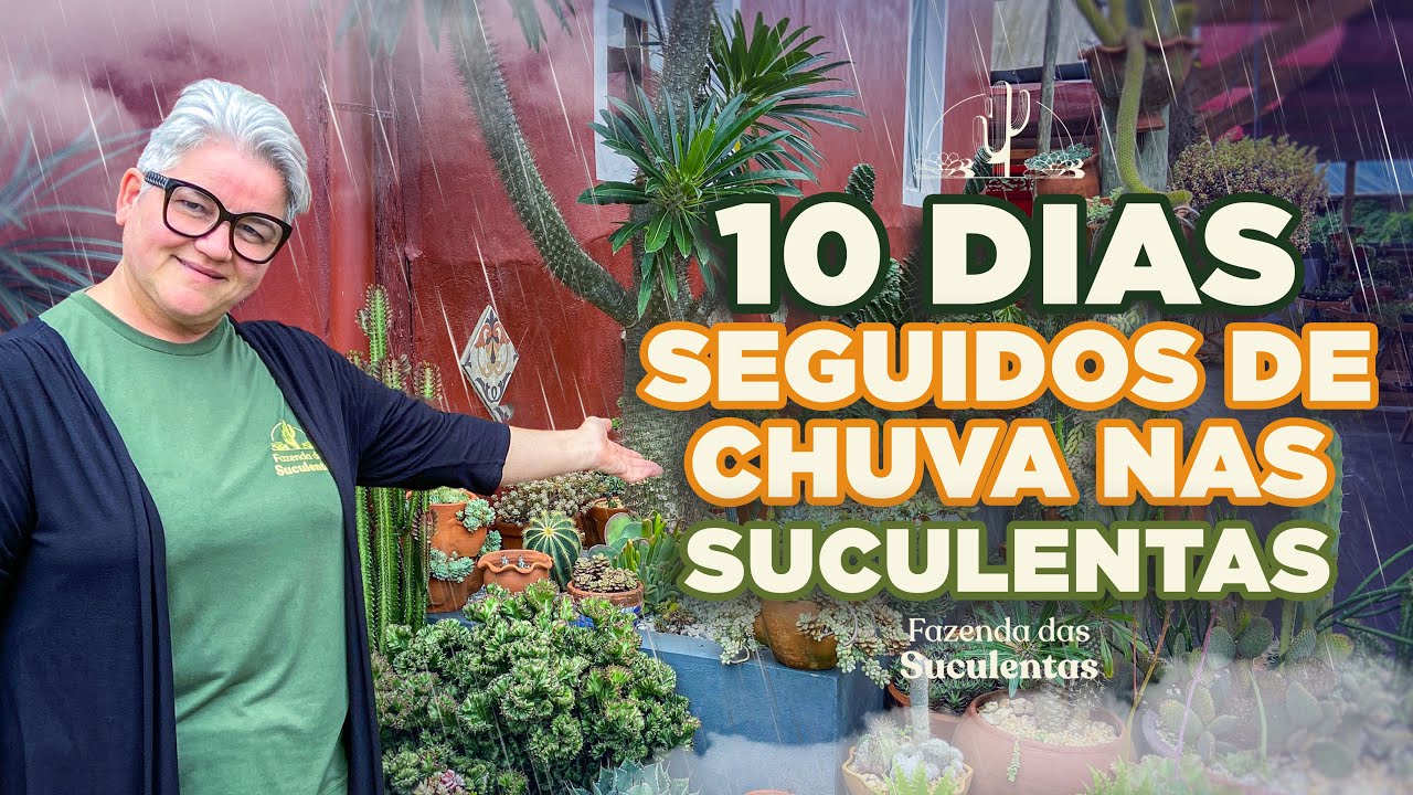 Como ficam as SUCULENTAS com 10 DIAS SEGUIDOS DE CHUVA?