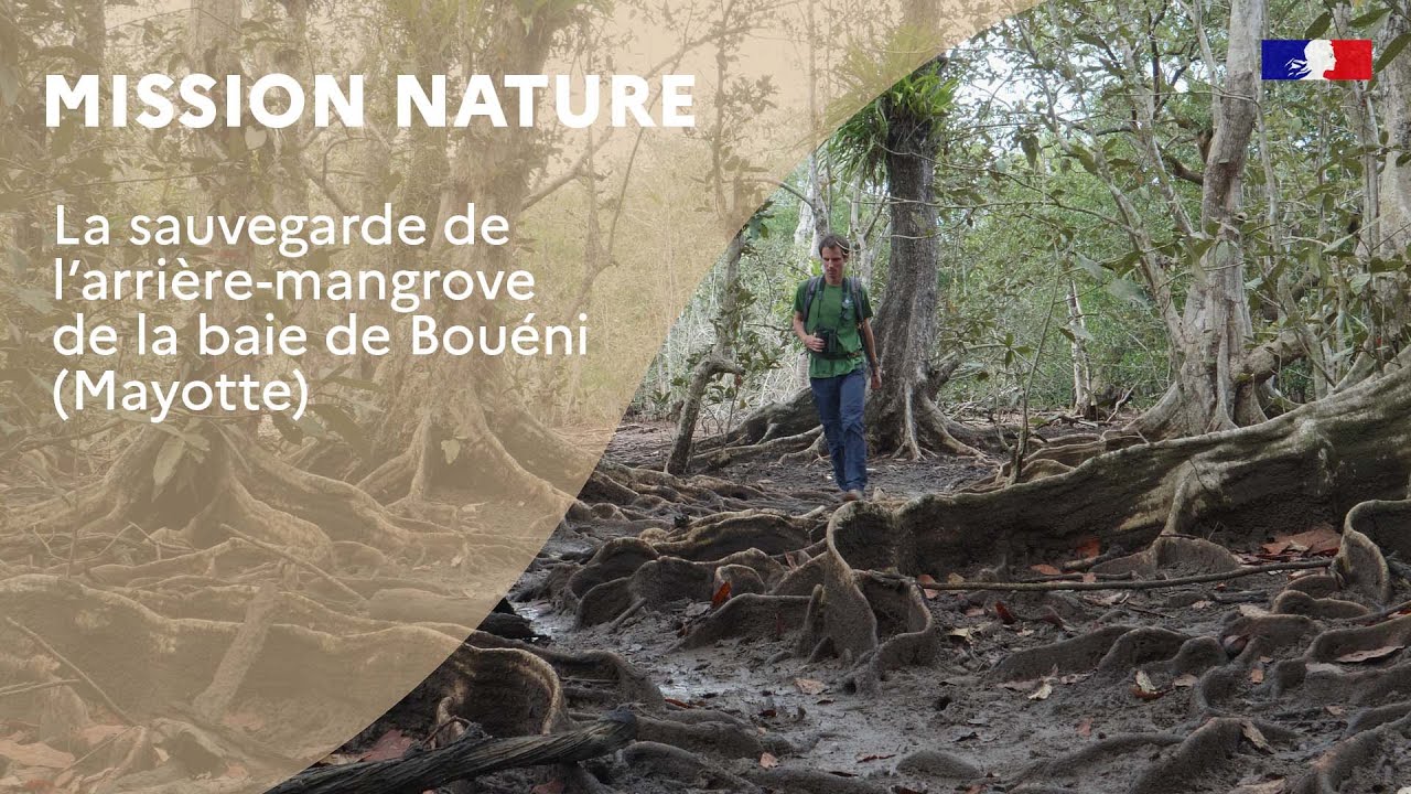 Mission nature : la sauvegarde de l'arrière-mangrove de la baie de Bouéni (Mayotte)