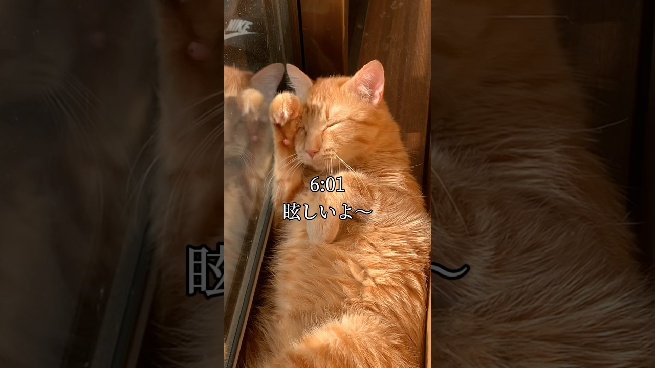 世界一可愛いと言われた猫の1日 #cat #ネコ #自称世界一