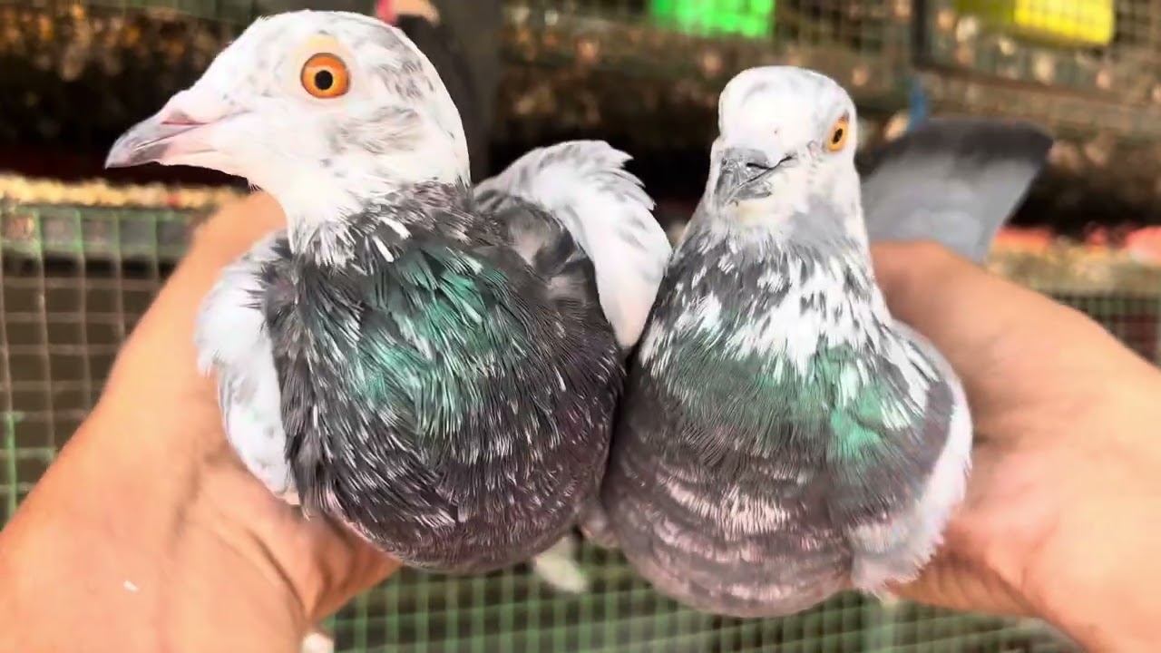 හොදම සත්‍තු හොයන අයට 😍❤️‍🔥🕊