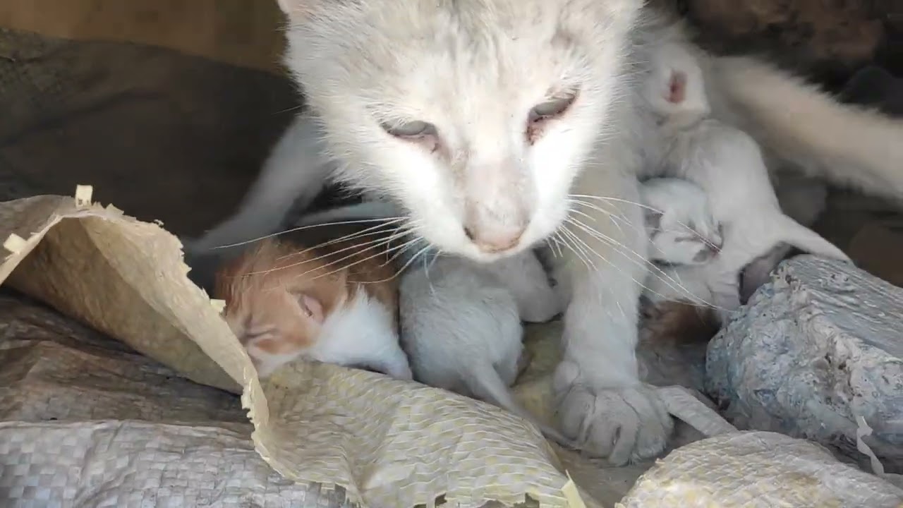 Mama Cat Won’t Leave Her Babies! Day 2 Bonding Is So Precious! 🥹