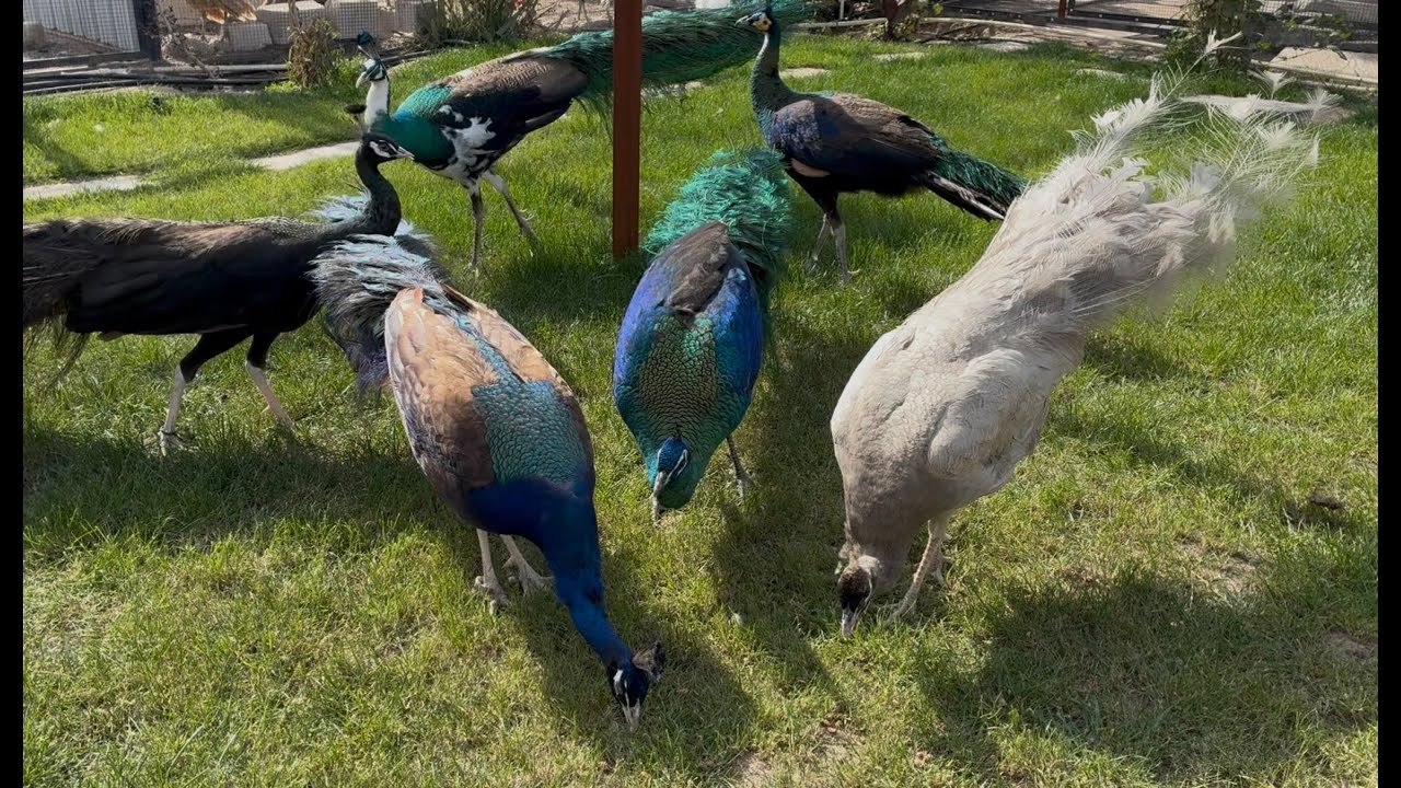 Rare peacocks farm livestream