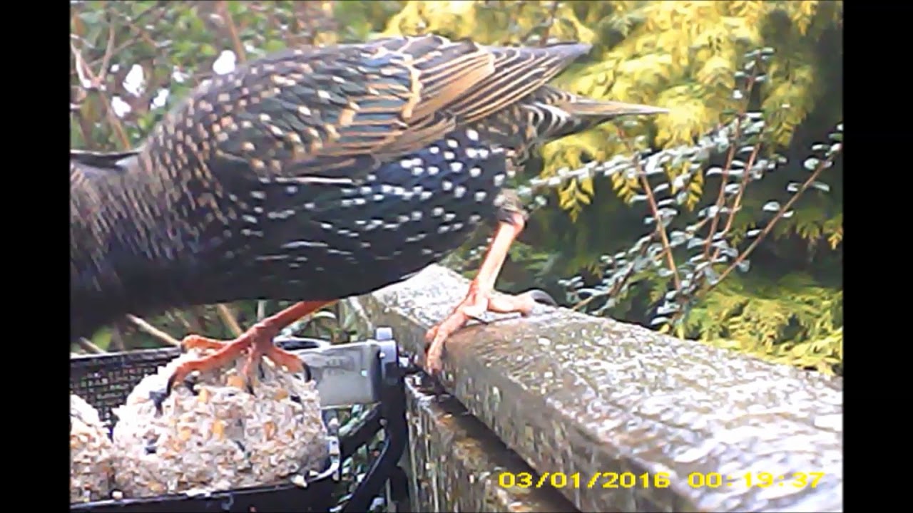 birds feeding  bathing