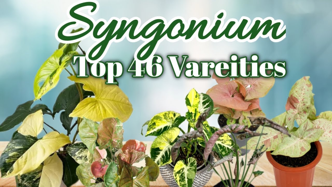 46 Syngonium Varieties