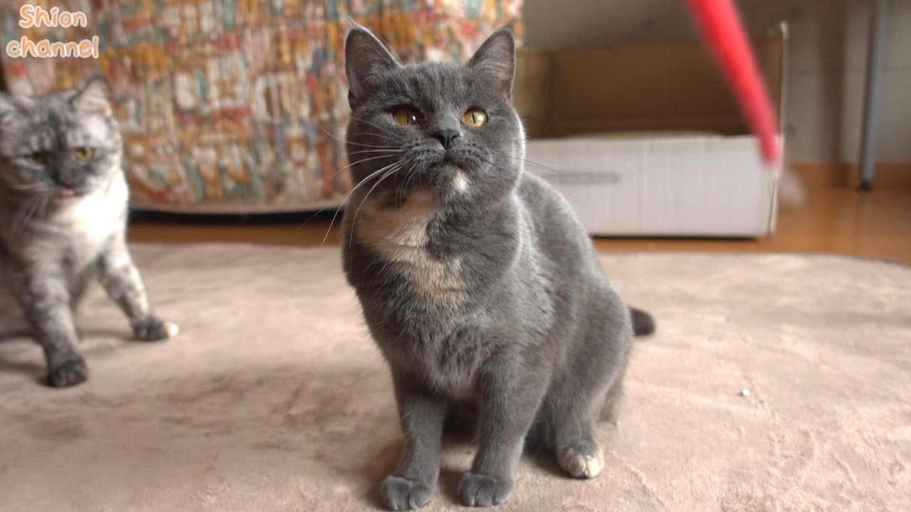 遊んでもらったことがない猫たちに新しいおもちゃをプレゼントすると…【多頭崩壊】