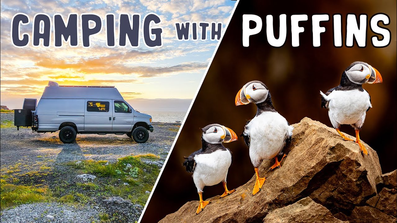 FREE CAMPING WITH PUFFINS in Newfoundland!