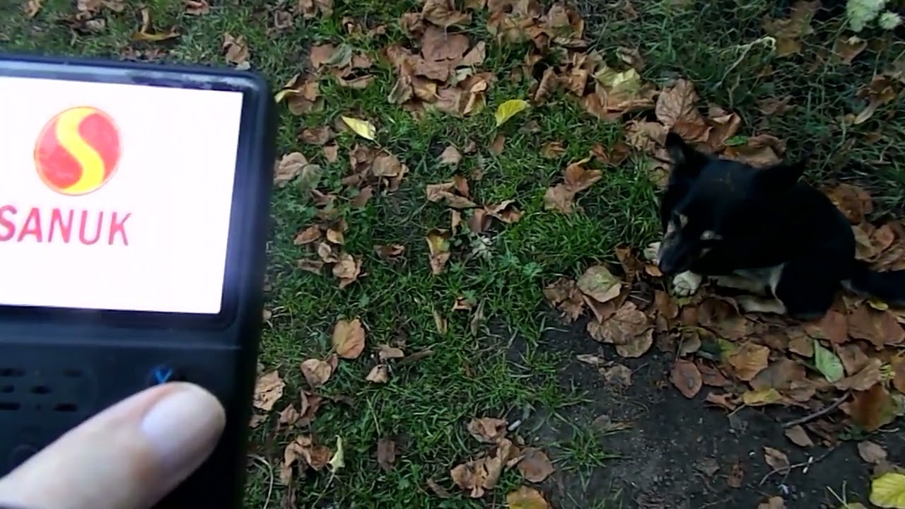 Pies Szarik i konsola przenośna R36S